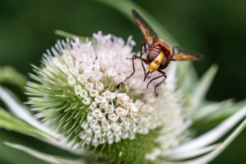 Hornet mimic hoverfly (Volucella zonaria) on teasel (Dipsacus sylvestris), Emsland, Lower Saxony,