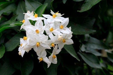 Solanum laxum (Solanum laxum), flowering, flower, Ellerstadt, Germany, Europe