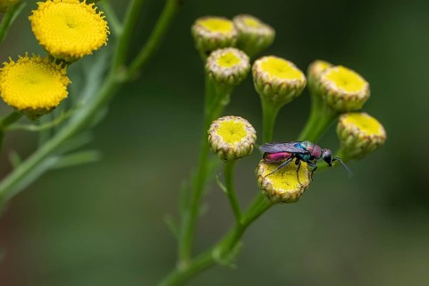 Golden wasp (Hedychrum rutilans), Emsland, Lower Saxony, Germany, Europe