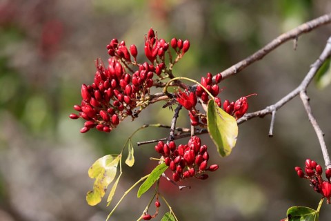 Schotia (Schotia brachypetala), flower, flowering, Kirstenbosch Botanical Gardens, Cape Town, South