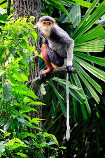 Red-shanked monkey (Pygathrix nemaeus), adult, on tree
