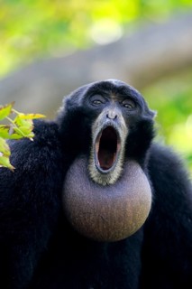 Siamang (Symphalangus syndactylus), adult calling Portrait, Southeast Asia