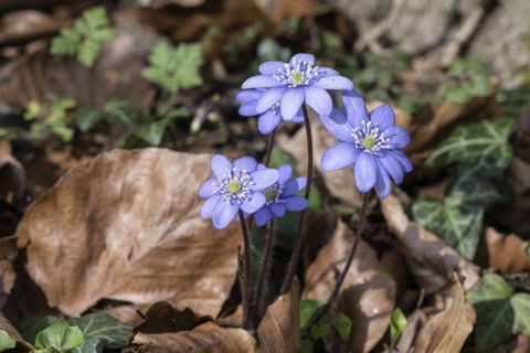 Liverwort (Hepatica nobilis), North Rhine-Westphalia, Germany, Europe
