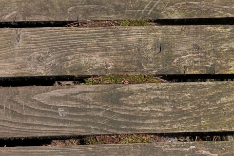 Wooden footbridge, circular hiking trail, Darßer Ort, Born a. Darß, Mecklenburg-Western Pomerania,