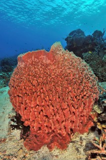 Red giant barrel sponge (Xestospongia muta) Vase sponge grows in tropical coral reef, Pacific,