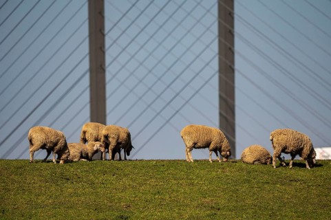 Flock of sheep on a Rhine dyke near Rees, Rhine bridge Rees, B67, Lower Rhine, Germany, Europe