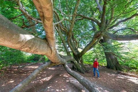 The Sababurg primeval forest, or primeval forest in the Reinhardswald, is a 95-hectare biotope