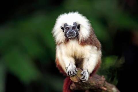 Liszt's monkey (Saguinus oedipus), adult, on tree, South America