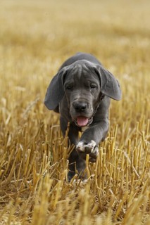 Great Dane