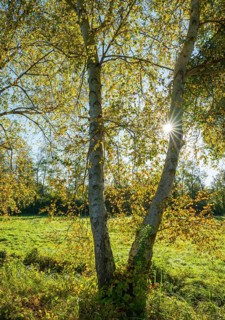Birch trees (Betula) in autumn with yellow leaves in backlight with sun star, Lower Saxony,