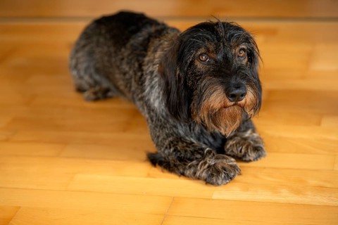 Rough-haired dachshund, male, 3 years, lying on parquet floor, Stuttgart, Baden-Württemberg,