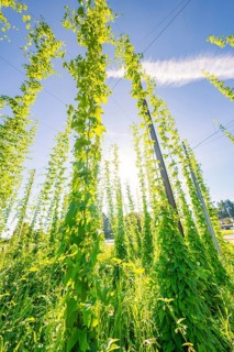 Tall rows of green plants growing into the blue sky, flooded with sunlight, Hopfengarten, Hochdorf,