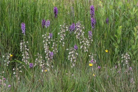 Marsh helleborine (Epipactis palustris) and Southern marsh orchid (Dactylorhiza praetermissa),