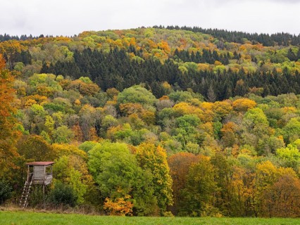 View of mixed woodland in autumn colour, in the Rhön UNESCO Biosphere nature reserve, county