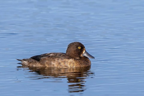 Tufted duck, tufted pochard (Aythya fuligula, Anas fuligula) adult female swimming in lake in