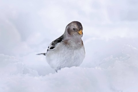 Snow bunting (Plectrophenax nivalis insulae) (Emberiza nivalis) in winter plumage in the snow
