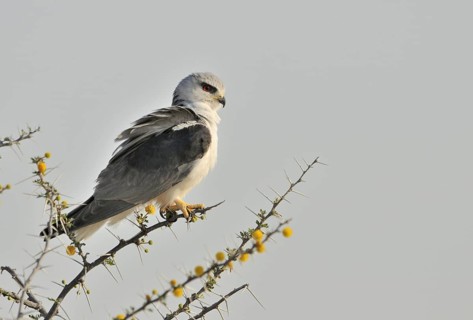 African Pygmy Falcon (Polihierax semitorquatus) perched in thorn-bush, Namibia, Africa