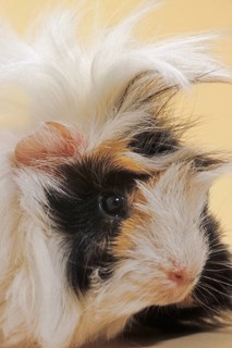 Tri parti-colored rough-coated cavy, guinea pig (Cavia porcellus) portrait