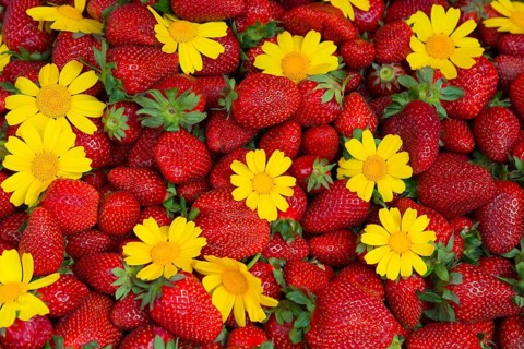 Lively arrangement of fresh strawberries and yellow flowers, natural blaze of colour, market,