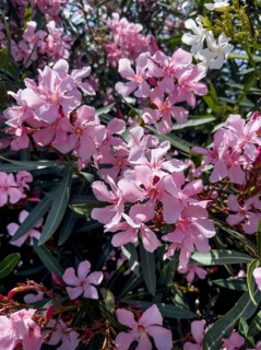 Flowering oleander (Nerium oleander), Italy, Europe