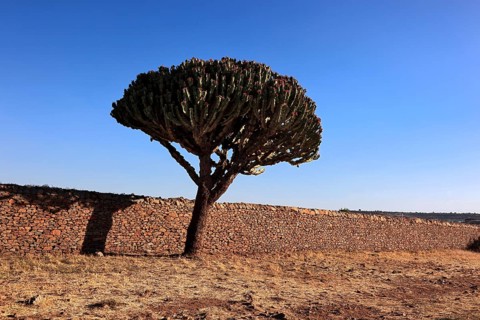 Ruins of the Palace of the Queen of Sheba near Axum, Aksum, Dongur Palace, Euphorbia candelabrum,