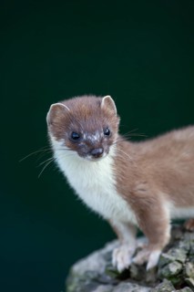 European stoat (Mustela erminea) adult animal portrait, United Kingdom, Europe