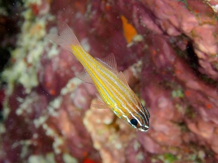 Golden-striped cardinalfish (Apogon cyanosoma), House Reef dive site, Mangrove Bay, El Quesir, Red