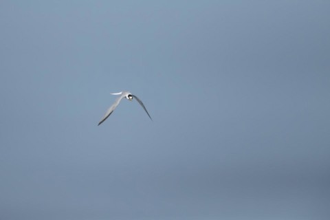 Little tern (Sternula albifrons) adult bird in flight against a blue sky, Suffolk, England, United