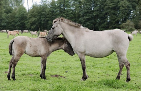 Dülmener Wildpferd, mare with foal, Merfelder Bruch, Dülmen, North Rhine-Westphalia, Germany,