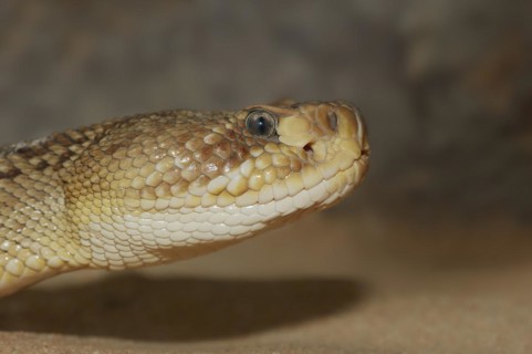 Mexican west coast rattlesnake (Crotalus basiliscus), portrait, captive, occurrence in Mexico