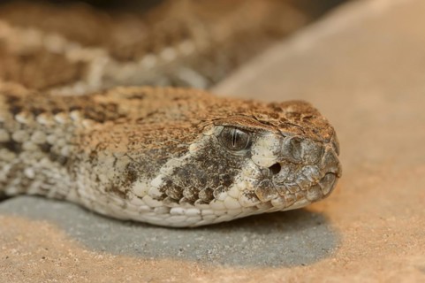Texas rattlesnake or western diamondback rattlesnake (Crotalus atrox), captive, occurring in North