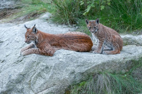 Eurasian lynx (Lynx lynx) mother and young on a rock, captive, Bavarian Forest, Bavaria, Germany,