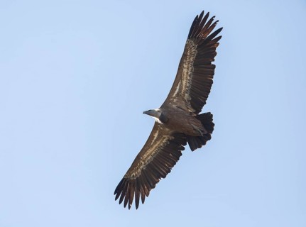 Griffon vulture (Gyps fulvus), Monfragüe National Park, Extremadura, Castilla La Mancha, Spain,