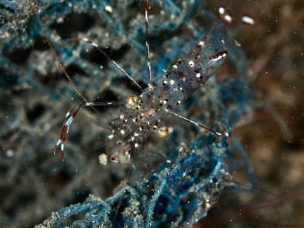 Transparent shrimp, Anton Bruun's cleaner shrimp (Urocaridella antonbruunii), on a blue net in the