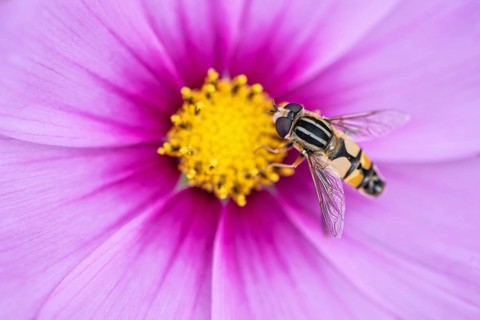 Large marsh hoverfly (Helophilus trivittatus) on Cosmee (Cosmos), Emsland, Lower Saxony, Germany,