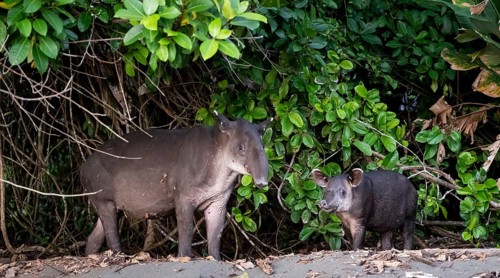 Baird's tapir (Tapirus bairdii), mother and young, in the rainforest, Corcovado National Park, Osa,