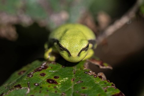 Tree frog (Hyla arborea), Lower Saxony, Germany, Europe