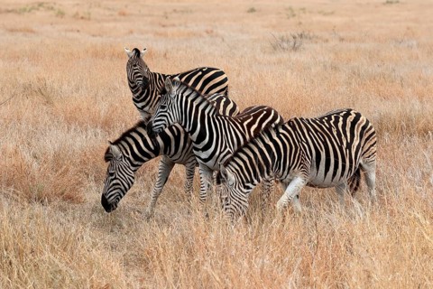 Burchell's zebra (Equus quagga burchelli), Burchell's zebra, adult, group, feeding, foraging,