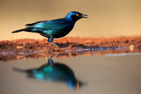 Red-shouldered Glossy Starling (Lamprotornis nitens), adult, at the water, alert, Kruger National