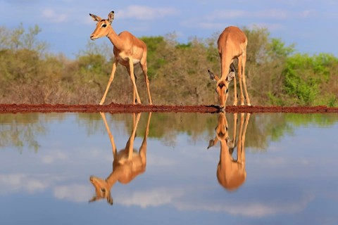 Black Heeler Antelope (Aepyceros melampus), adult, female, two, at the water, drinking, Kruger