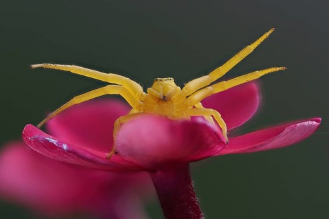 Close-up of a yellow Goldenrod crab spider (Misumena vatia) sitting on a pink flower, Hesse,