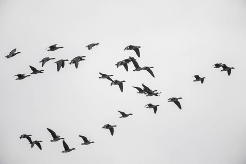 Bean geese (Anser fabalis), flying, Emsland, Lower Saxony, Germany, Europe