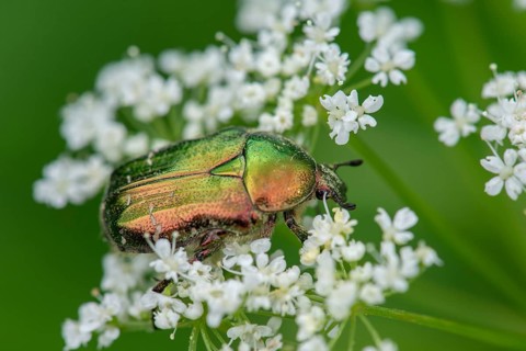 Rose chafer (Cetoniinae) on a flower, Bavaria, Germany, Europe