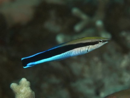 A black and blue false cleaner wrasse (Aspidontus taeniatus) swims in clear water over corals, dive