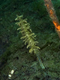 A jewellery filefish (Chaetodermis penicilligerus), filefish, swimming in an abandoned coral