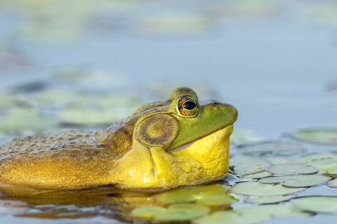 Bullfrog, Lithobates catesbeianus. A male bullfrog floating on a lake and calling when another male