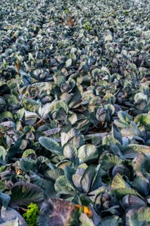 Red cabbage field, growing area in the south of Düsseldorf, Volmerswerth district, on the Rhine,