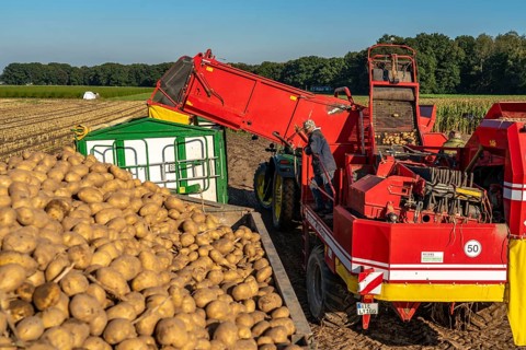 Potato harvesting, so-called split harvesting method, first the tubers are taken out of the ground