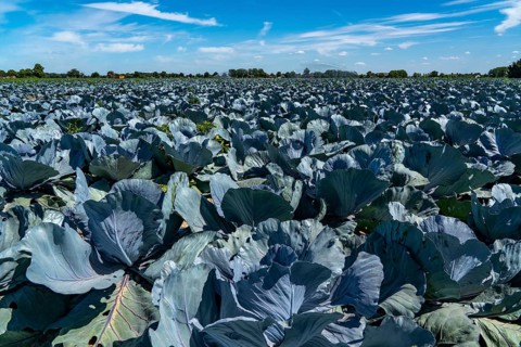 Vegetable cultivation, field with red cabbage, red cabbage, near Krefeld, North Rhine-Westphalia,