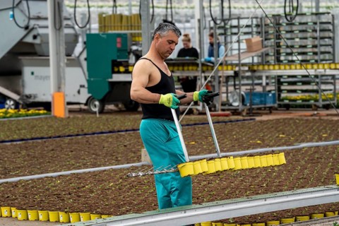Horticultural business, greenhouse, freshly potted young plants are placed on beds to grow there,